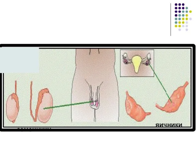 яичники семенники