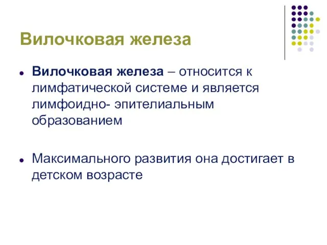 Вилочковая железа Вилочковая железа – относится к лимфатической системе и является