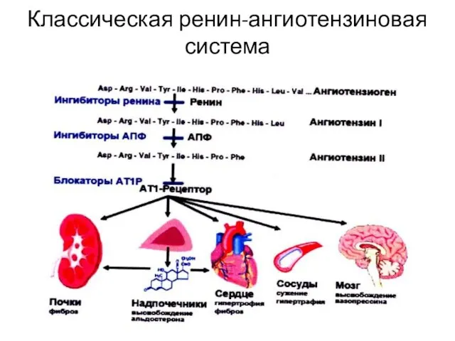 Классическая ренин-ангиотензиновая система