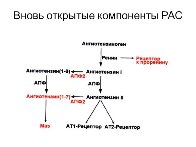 Вновь открытые компоненты РАС