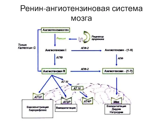 Ренин-ангиотензиновая система мозга