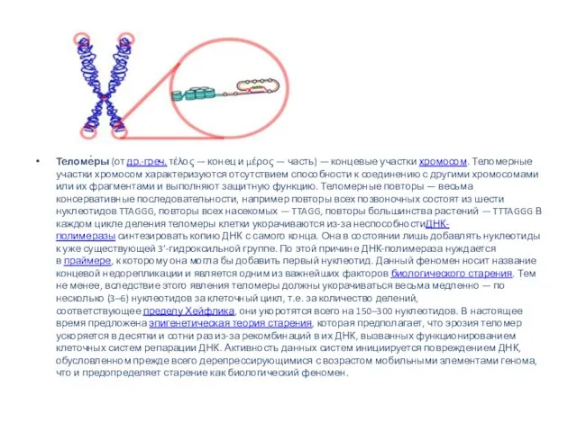 Теломе́ры (от др.-греч. τέλος — конец и μέρος — часть) —