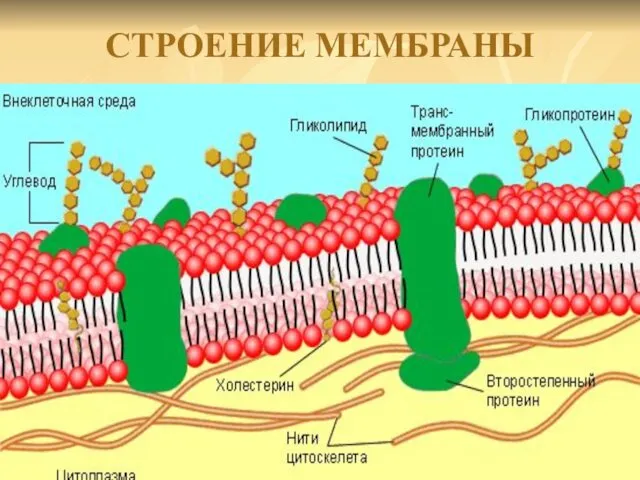 СТРОЕНИЕ МЕМБРАНЫ