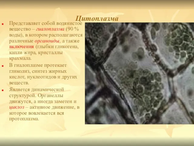 Цитоплазма Представляет собой водянистое вещество – гиалоплазма (90 % воды), в