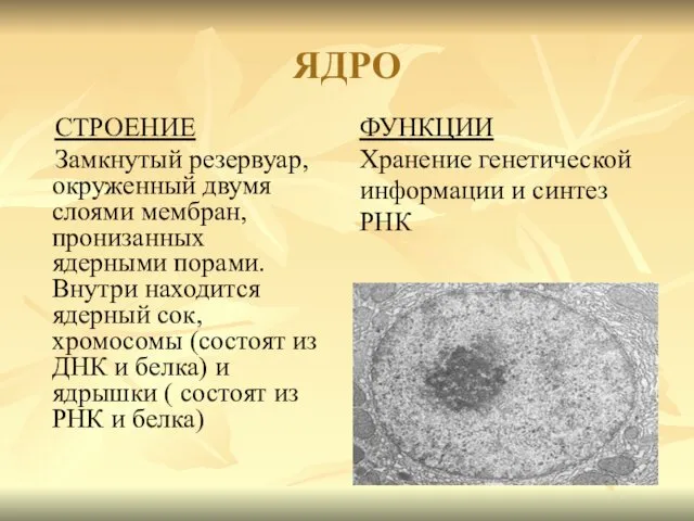 ЯДРО СТРОЕНИЕ Замкнутый резервуар, окруженный двумя слоями мембран, пронизанных ядерными порами.