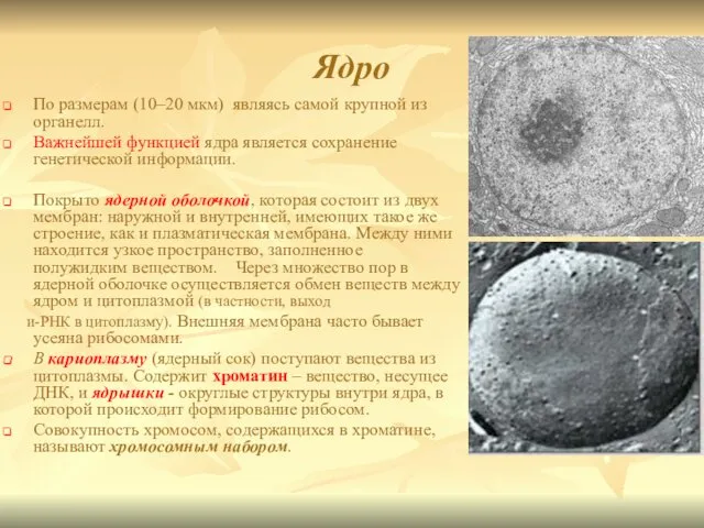 Ядро По размерам (10–20 мкм) являясь самой крупной из органелл. Важнейшей