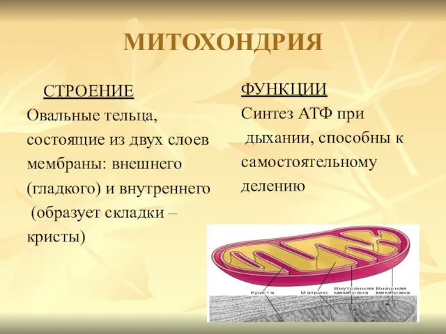 МИТОХОНДРИЯ СТРОЕНИЕ Овальные тельца, состоящие из двух слоев мембраны: внешнего (гладкого)