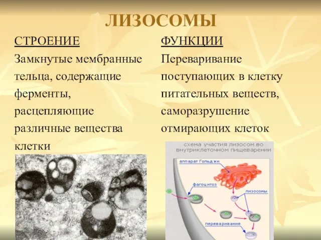 ЛИЗОСОМЫ СТРОЕНИЕ Замкнутые мембранные тельца, содержащие ферменты, расцепляющие различные вещества клетки