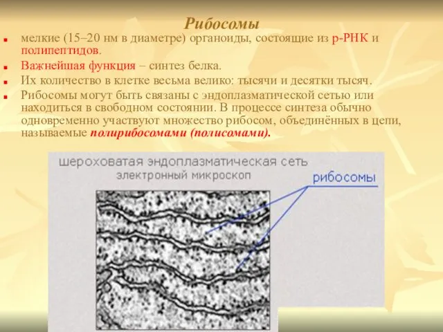 Рибосомы мелкие (15–20 нм в диаметре) органоиды, состоящие из р-РНК и