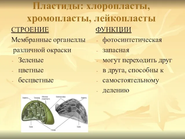 Пластиды: хлоропласты, хромопласты, лейкопласты СТРОЕНИЕ Мембранные органеллы различной окраски Зеленые цветные