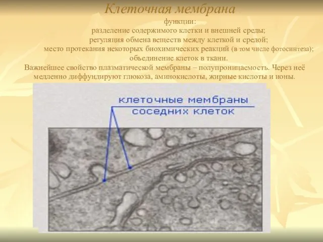 Клеточная мембрана функции: разделение содержимого клетки и внешней среды; регуляция обмена