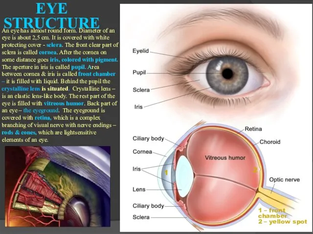 EYE STRUCTURE 1 1 – front chamber 2 – yellow spot