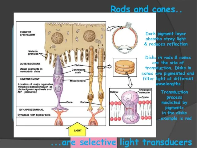 Rods and cones.. ...are selective light transducers Dark pigment layer absorbs