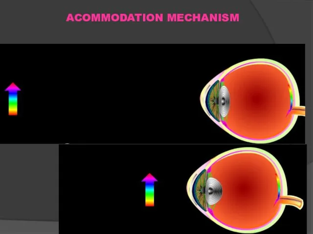 Rieznyk ACOMMODATION MECHANISM