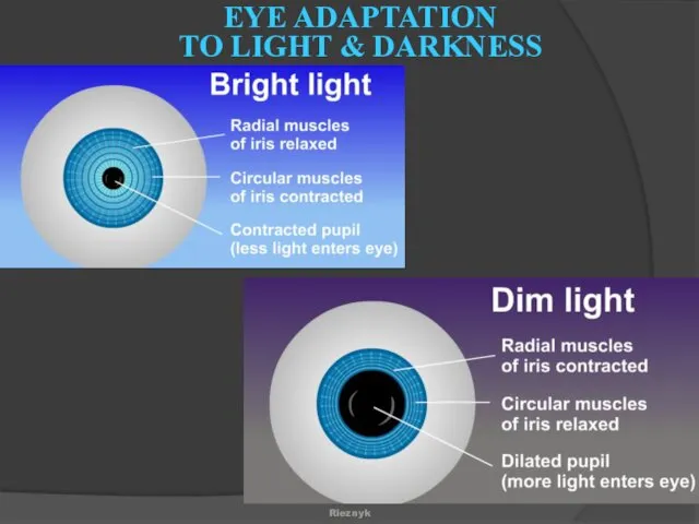 EYE ADAPTATION TO LIGHT & DARKNESS Rieznyk