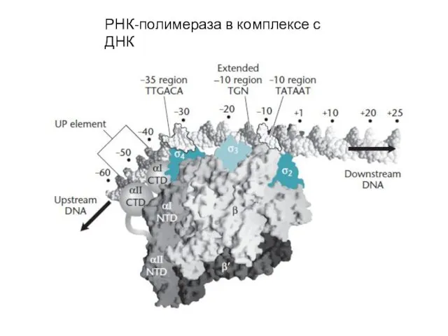 РНК-полимераза в комплексе с ДНК