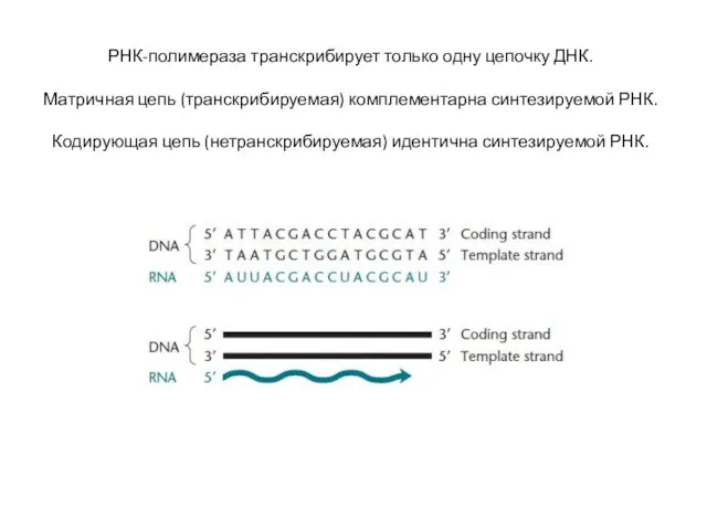РНК-полимераза транскрибирует только одну цепочку ДНК. Матричная цепь (транскрибируемая) комплементарна синтезируемой