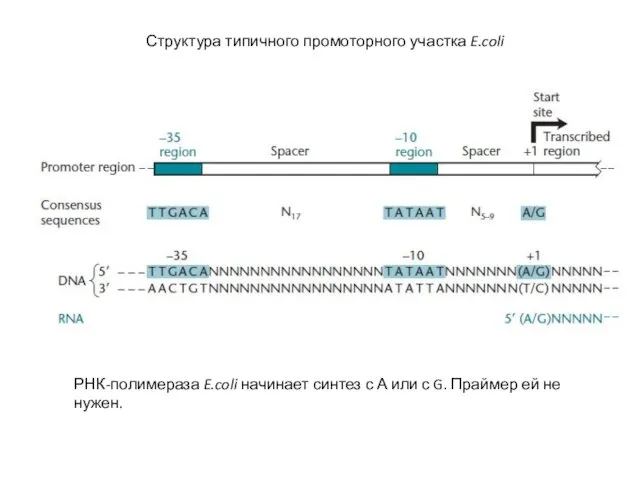 Структура типичного промоторного участка E.coli РНК-полимераза E.coli начинает синтез с А