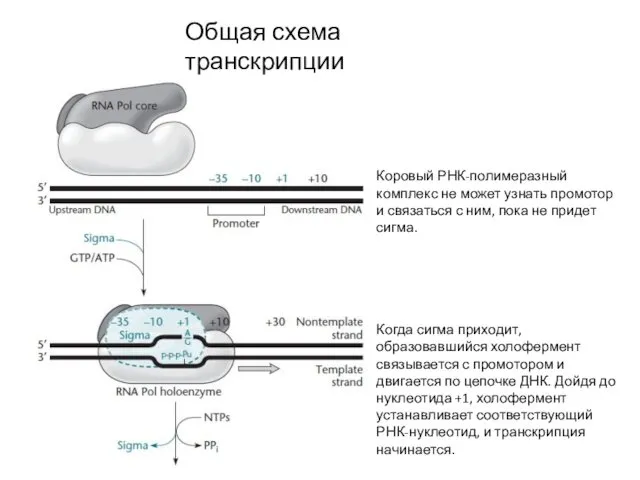 Общая схема транскрипции Коровый РНК-полимеразный комплекс не может узнать промотор и