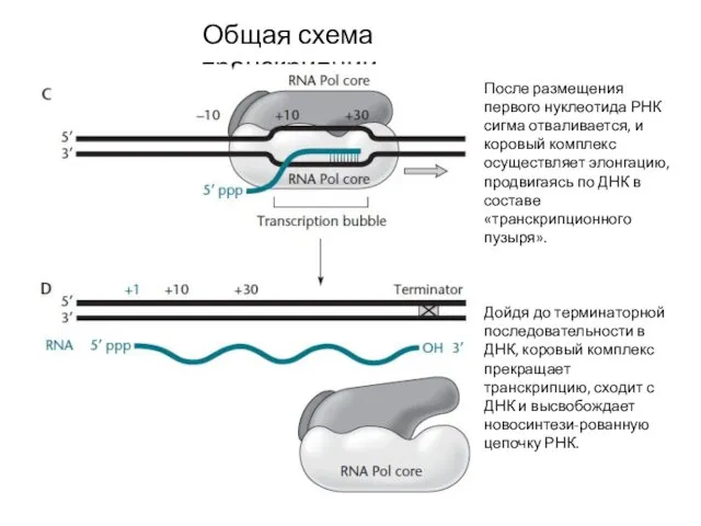 Общая схема транскрипции После размещения первого нуклеотида РНК сигма отваливается, и