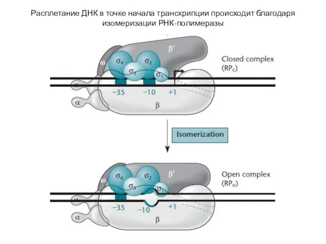 Расплетание ДНК в точке начала транскрипции происходит благодаря изомеризации РНК-полимеразы