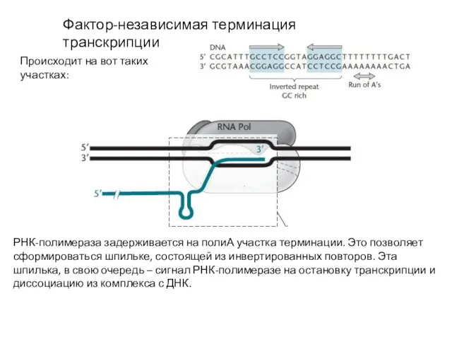 Фактор-независимая терминация транскрипции Происходит на вот таких участках: РНК-полимераза задерживается на