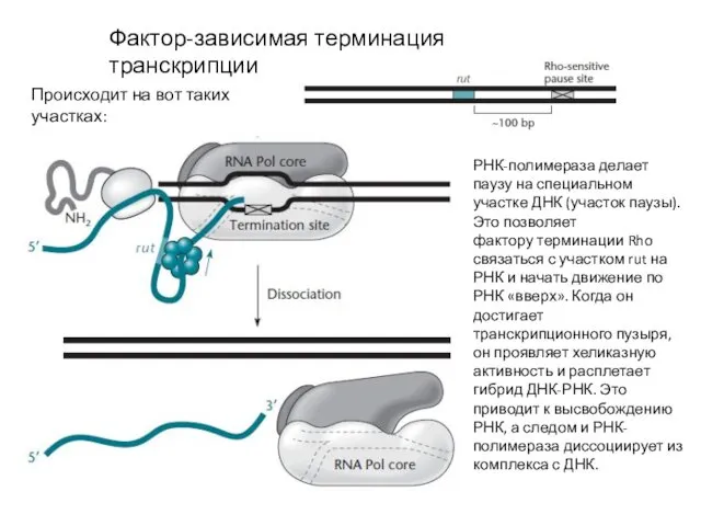 Фактор-зависимая терминация транскрипции Происходит на вот таких участках: РНК-полимераза делает паузу