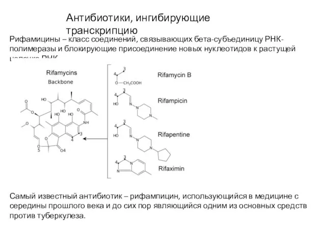 Антибиотики, ингибирующие транскрипцию Рифамицины – класс соединений, связывающих бета-субъединицу РНК-полимеразы и