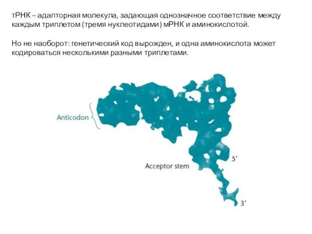 тРНК – адапторная молекула, задающая однозначное соответствие между каждым триплетом (тремя