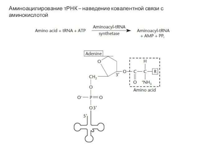 Аминоацилирование тРНК – наведение ковалентной связи с аминокислотой