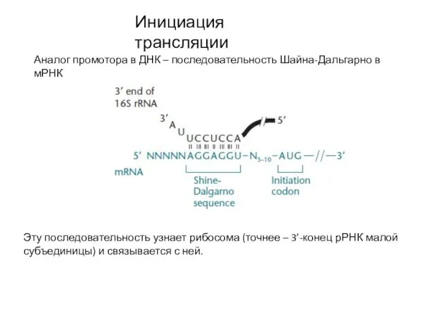 Инициация трансляции Аналог промотора в ДНК – последовательность Шайна-Дальгарно в мРНК
