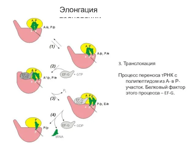Элонгация трансляции 3. Транслокация Процесс переноса тРНК с полипептидом из А-