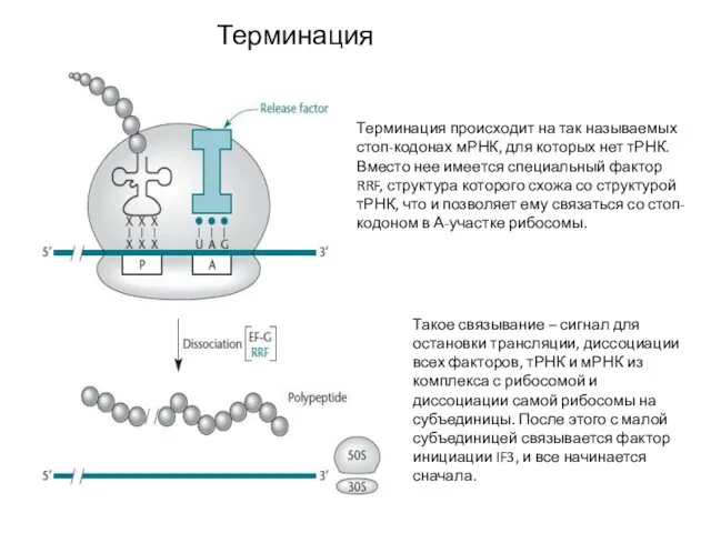 Терминация трансляции Терминация происходит на так называемых стоп-кодонах мРНК, для которых