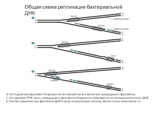 4. Pol III удлиняет фрагмент Окадзаки на отстающей цепи и достигает