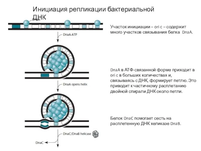 Инициация репликации бактериальной ДНК Участок инициации – ori c – содержит