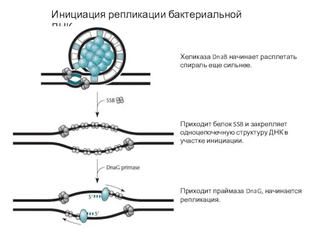Инициация репликации бактериальной ДНК Хеликаза DnaB начинает расплетать спираль еще сильнее.