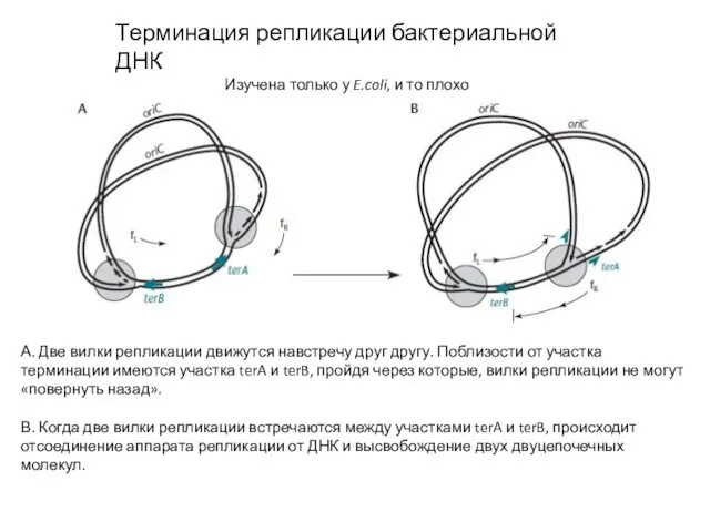 Терминация репликации бактериальной ДНК Изучена только у E.coli, и то плохо