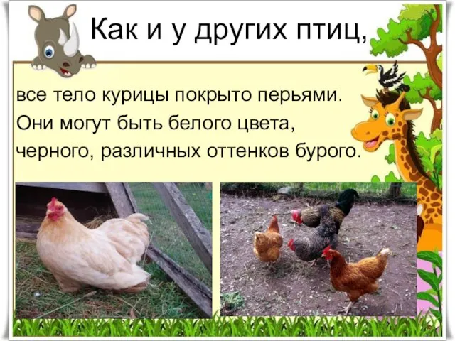 Как и у других птиц, все тело курицы покрыто перьями. Они