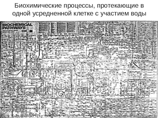 Биохимические процессы, протекающие в одной усредненной клетке с участием воды