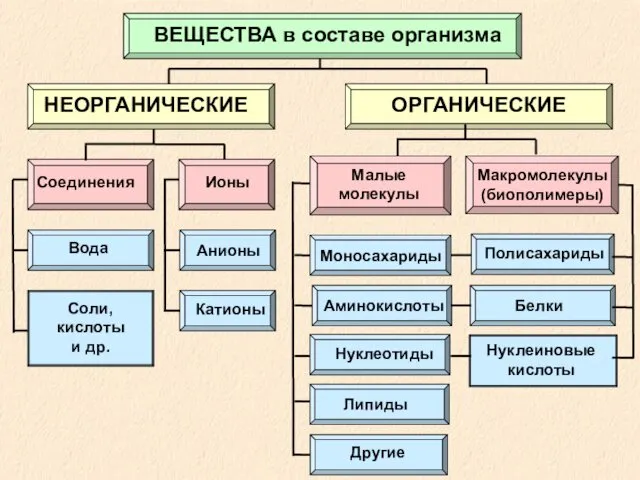 ВЕЩЕСТВА в составе организма НЕОРГАНИЧЕСКИЕ ОРГАНИЧЕСКИЕ Соединения Ионы Малые молекулы Макромолекулы