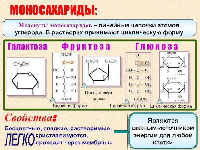 Линейная форма Ф р у к т о з а Г