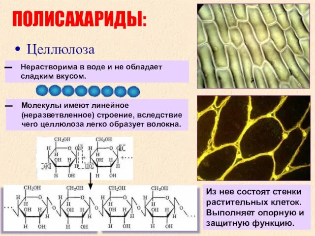 ПОЛИСАХАРИДЫ: Целлюлоза Молекулы имеют линейное (неразветвленное) строение, вследствие чего целлюлоза легко