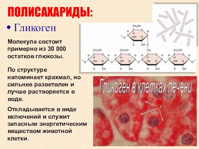 ПОЛИСАХАРИДЫ: Гликоген Молекула состоит примерно из 30 000 остатков глюкозы. По