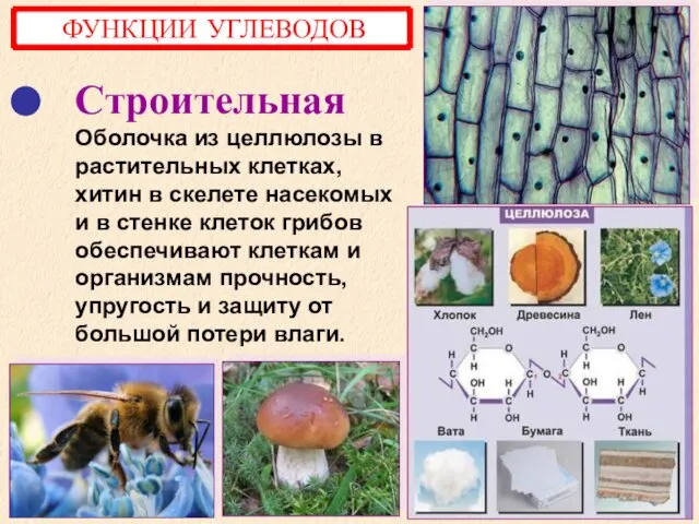 Строительная Оболочка из целлюлозы в растительных клетках, хитин в скелете насекомых