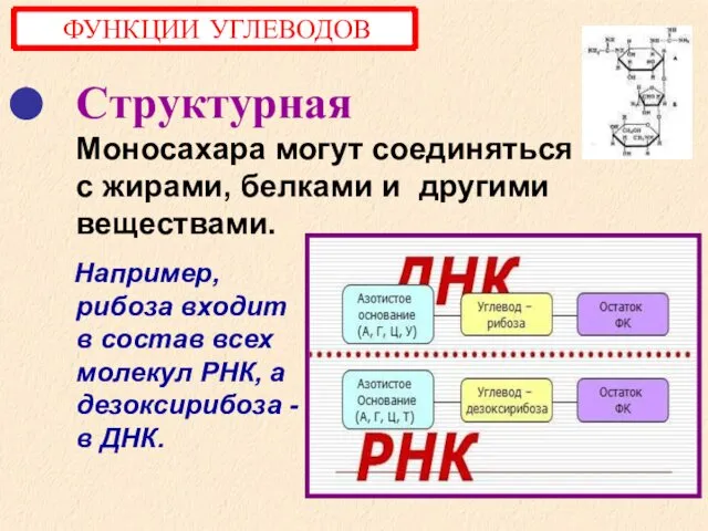 Структурная Моносахара могут соединяться с жирами, белками и другими веществами. Например,