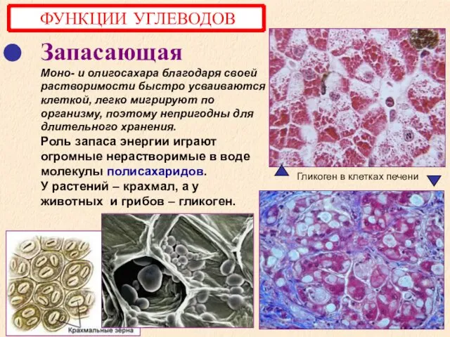 Запасающая Моно- и олигосахара благодаря своей растворимости быстро усваиваются клеткой, легко