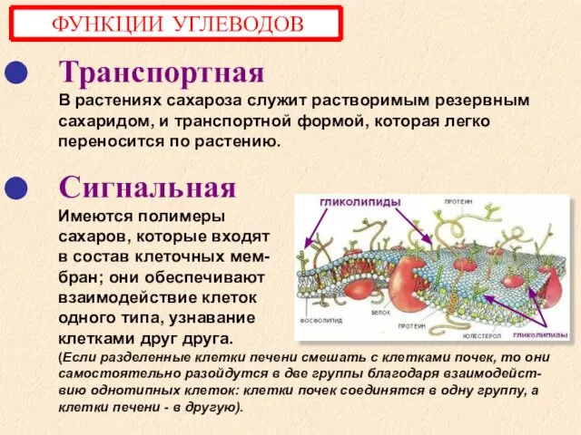 Транспортная В растениях сахароза служит растворимым резервным сахаридом, и транспортной формой,