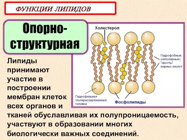 Опорно-структурная ФУНКЦИИ ЛИПИДОВ Липиды принимают участие в построении мембран клеток всех