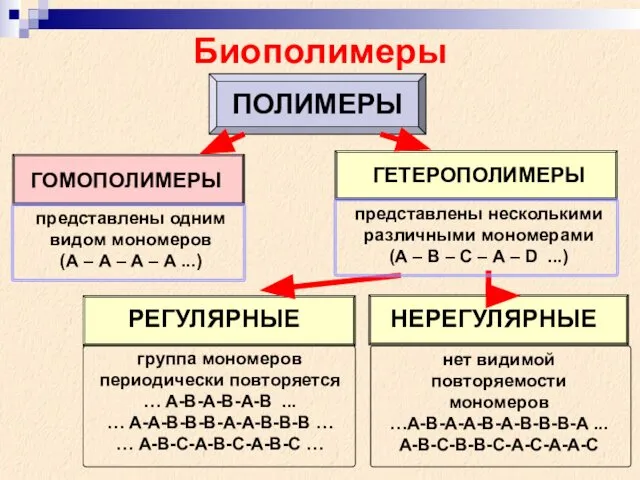 Биополимеры ПОЛИМЕРЫ ГОМОПОЛИМЕРЫ ГЕТЕРОПОЛИМЕРЫ представлены одним видом мономеров (А – А