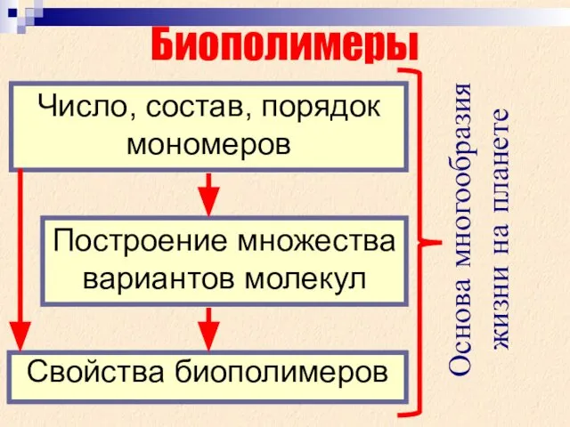 Свойства биополимеров Биополимеры Число, состав, порядок мономеров Построение множества вариантов молекул Основа многообразия жизни на планете